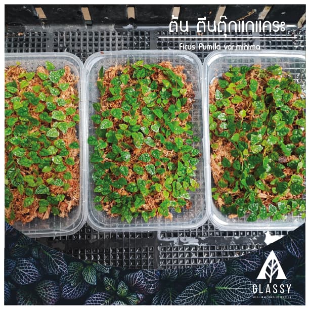กิ่งตัดสด ต้นตีนตุ๊กแกแคระ Ficus Pumila var.minima ต้นไม้ตกแต่งTerrarium สวนตู้ชื้น รูปที่ 4