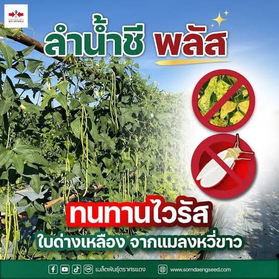 ถั่วฝักยาว ลำน้ำชีพลัส เมล็ดถั่วฝักยาว บรรจุ 100กรัม 500กรัม ตราศรแดง รูปที่ 3