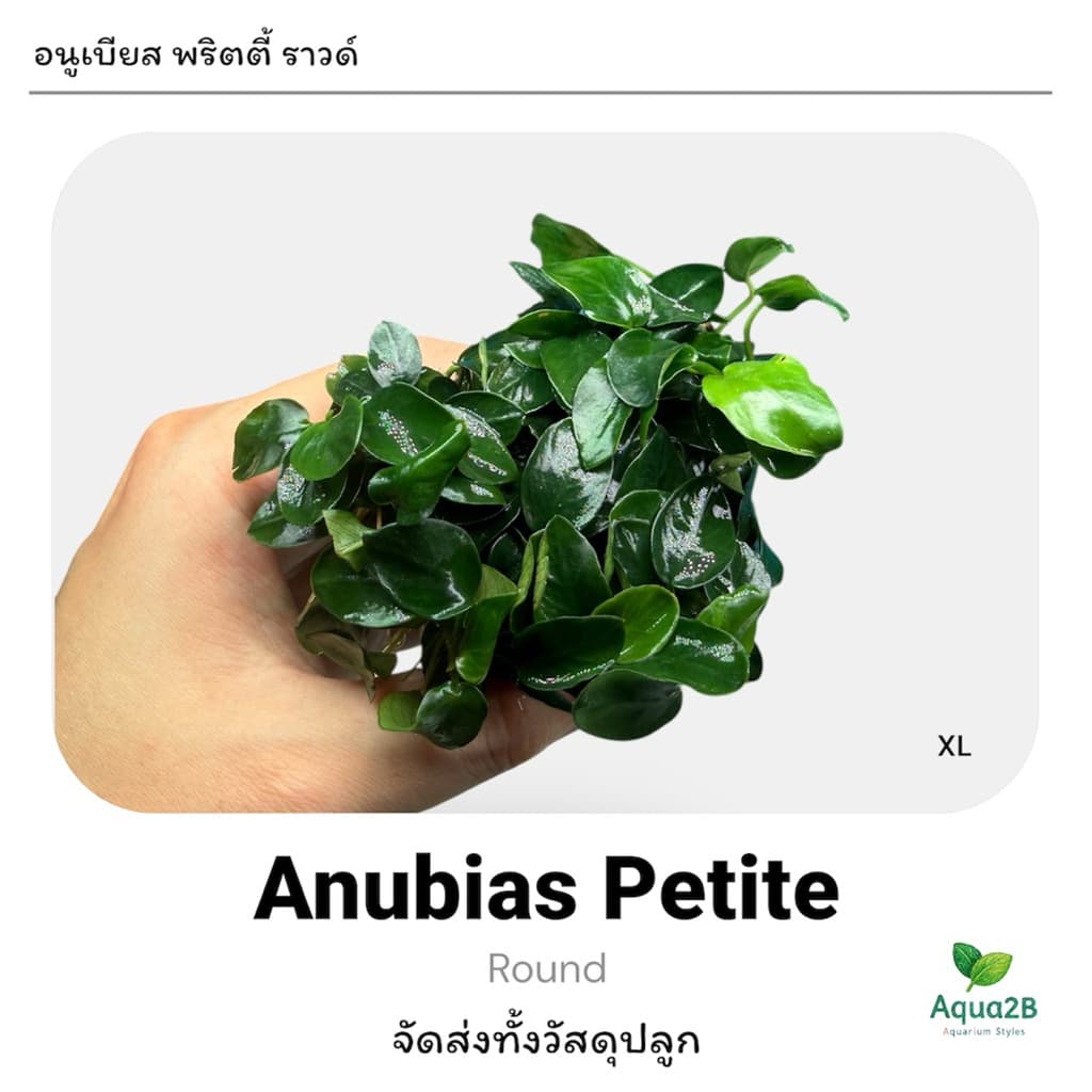 อนูเบียสพริตตี้ Anubias Pettie , Nana Petite Round อนูเบียส ต้นไม้น้ำเลี้ยงง่ายทน มีรับประกันตลอดขนส่ง รูปที่ 2