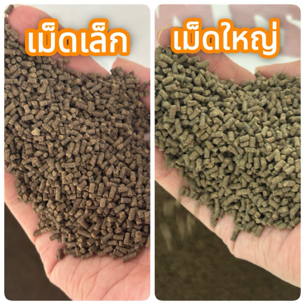 อาหารกุ้ง CP อาหารกุ้งน้ำจืด อาหารกุ้งเครฟิช อาหารกุ้งก้ามกราม กุ้งสวยงาม รูปที่ 2
