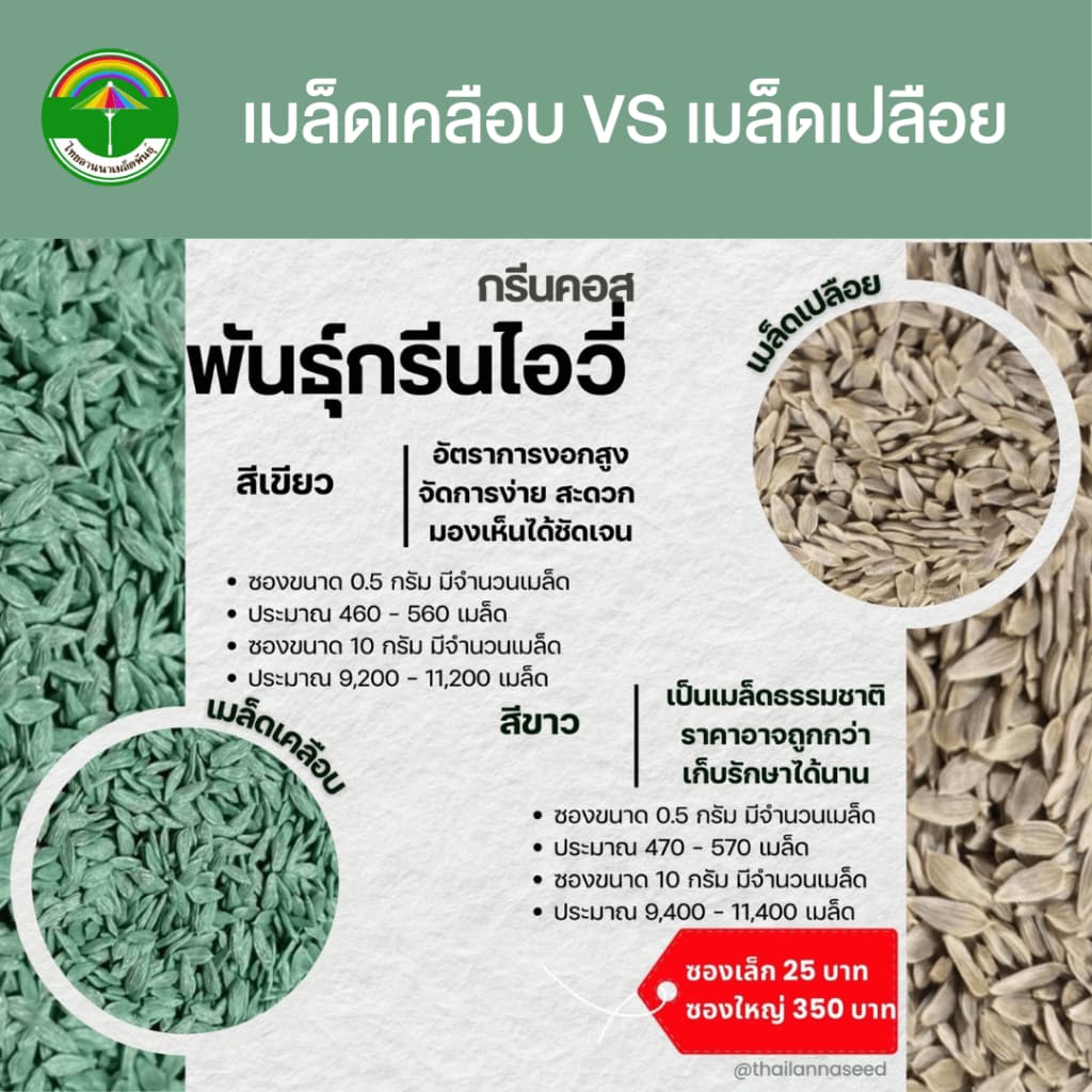 เมล็ดพันธุ์ผักสลัด กรีนคอส พันธุ์กรีนไอวี่ รหัสสินค้า 3016 รูปที่ 3