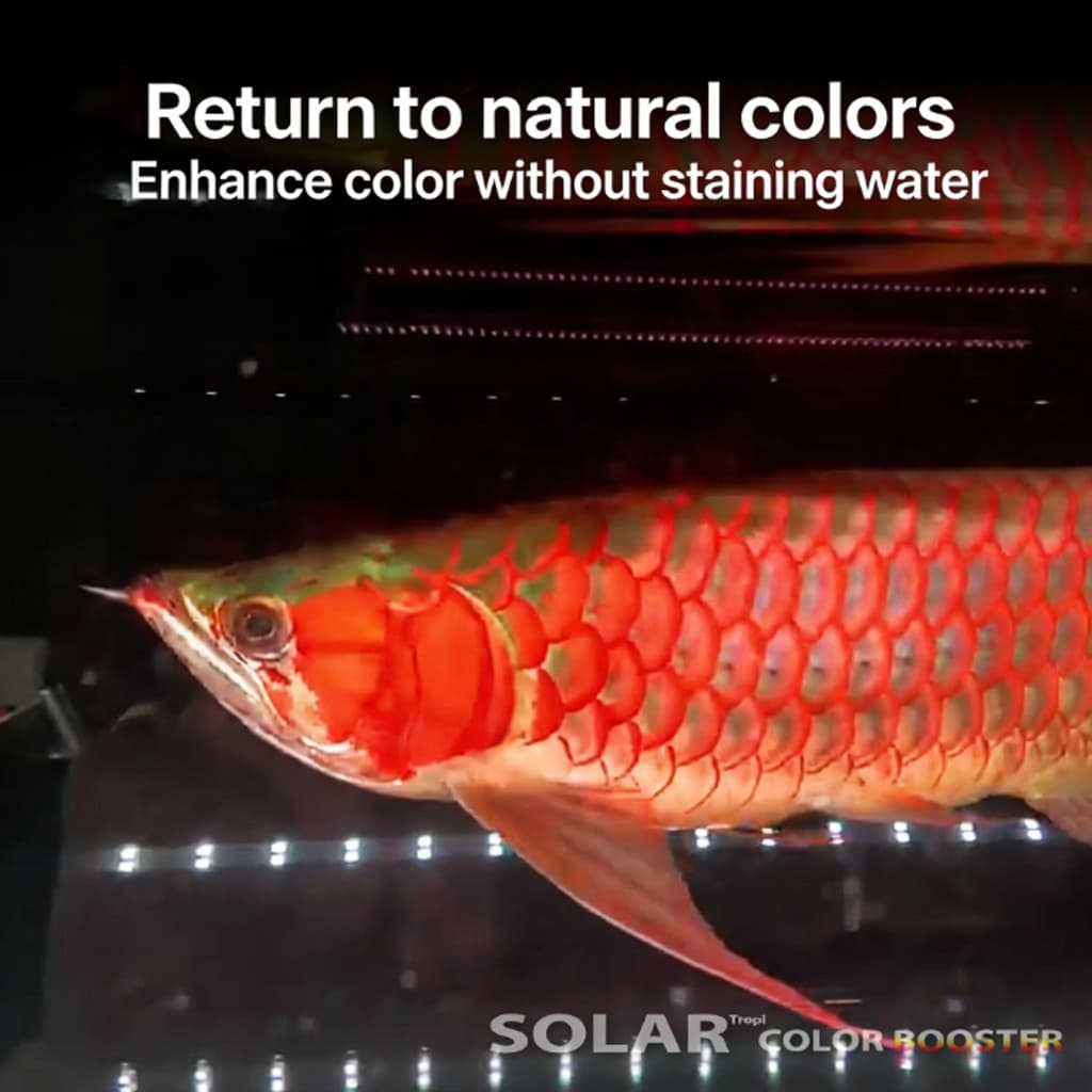 หลอดไฟ SOLAR Color Booster ของแท้ รูปที่ 3