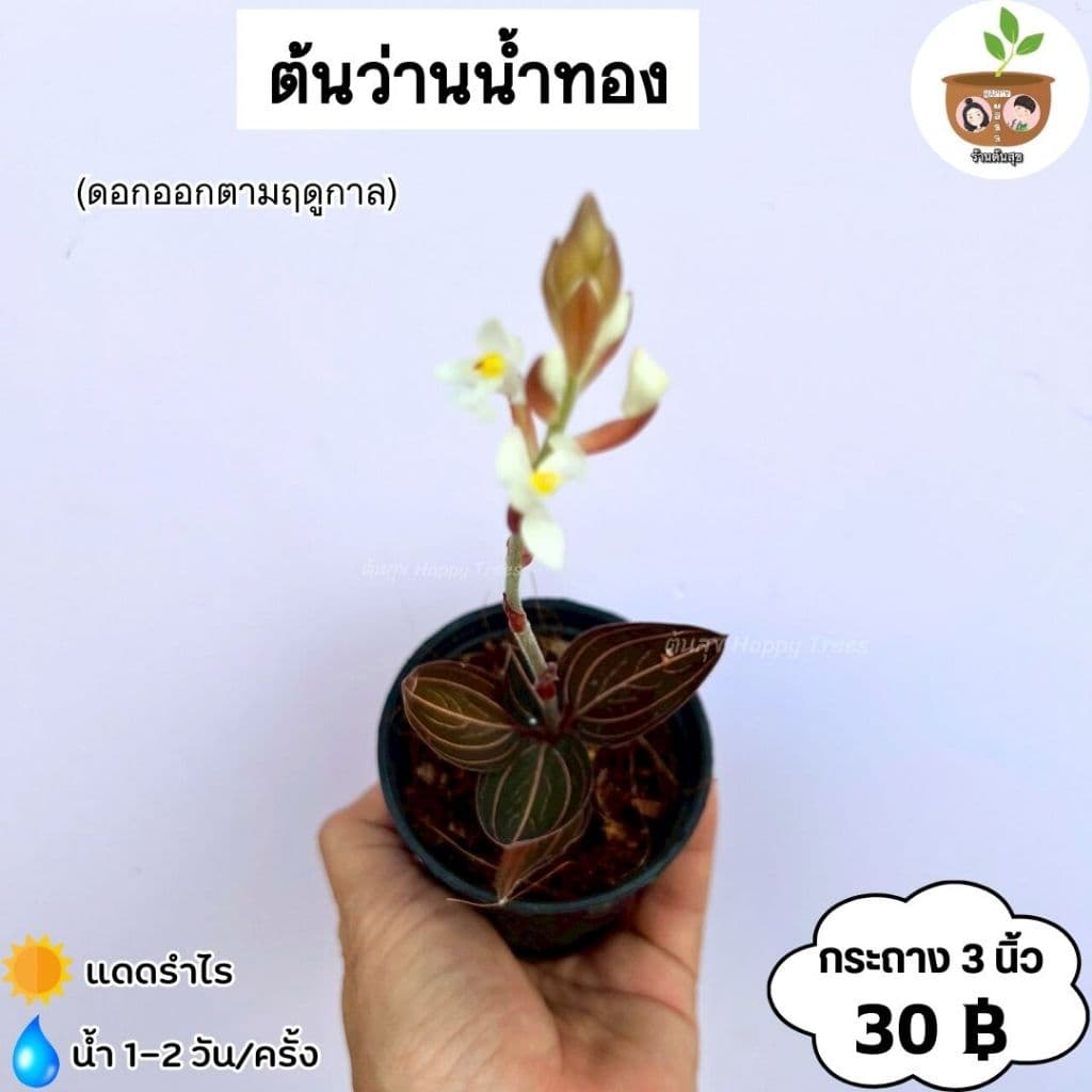 ต้นว่านน้ำทอง จัดส่ง 2 ต้นขึ้นไป คละแบบได้ รูปที่ 3