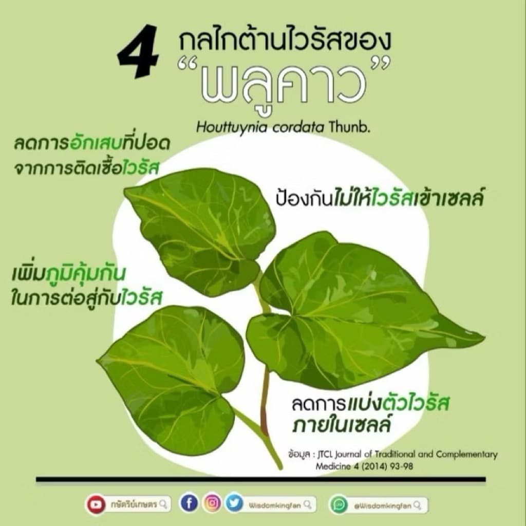 ต้นพลูคาวตอง ต้นแข็งแรง พร้อมปลูก 5แถม1 รูปที่ 4