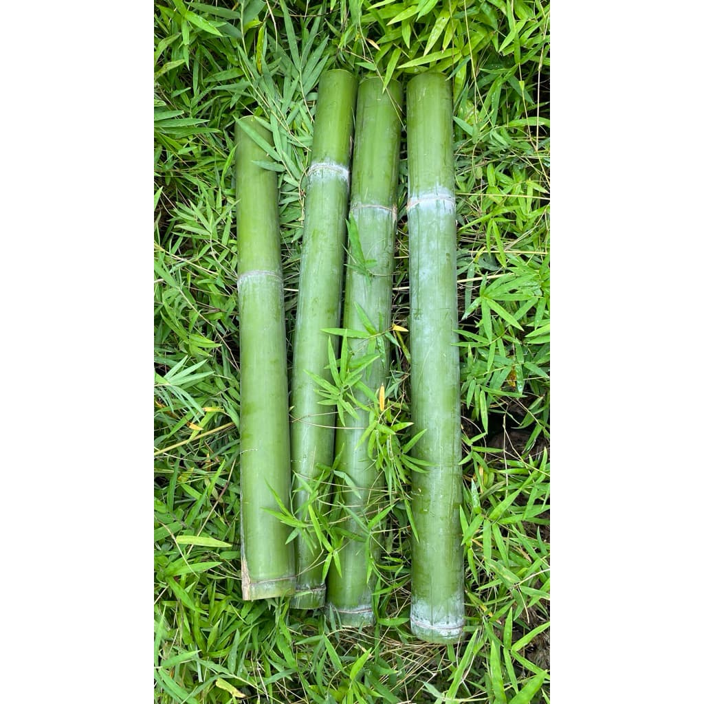 กระบอกไม้ไผ่ยิ้มแย้ม1ชิ้น สำหรับงานDIY แจกันและตกแต่ง ขนาด55-70cm หอมกลิ่นไผ่อ่อนๆตัดสดใหม่จากกอ รูปที่ 6
