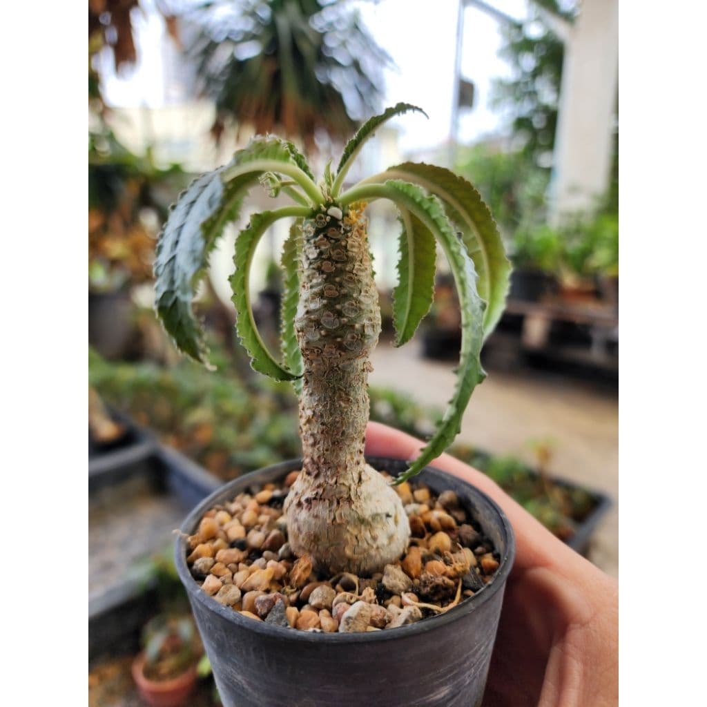 กระบองเพชร แคคตัส Dorstenia Foetida มะพร้าวทะเลทราย รูปที่ 4
