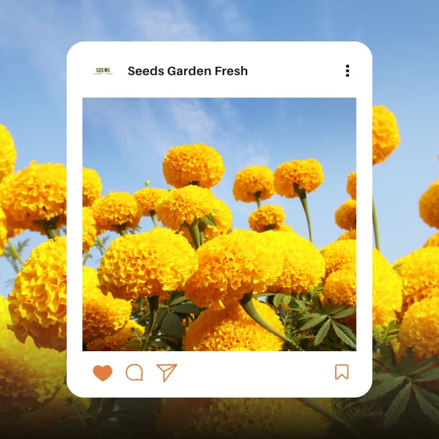 เมล็ดพันธุ์ดอกดาวเรืองสีเหลือง บรรจุ 300 เมล็ด รูปที่ 2