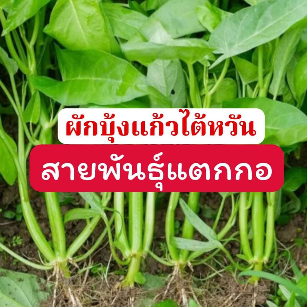 ผักบุ้งแก้วแตกกอ ถูกที่สุด10บ. รูปที่ 1