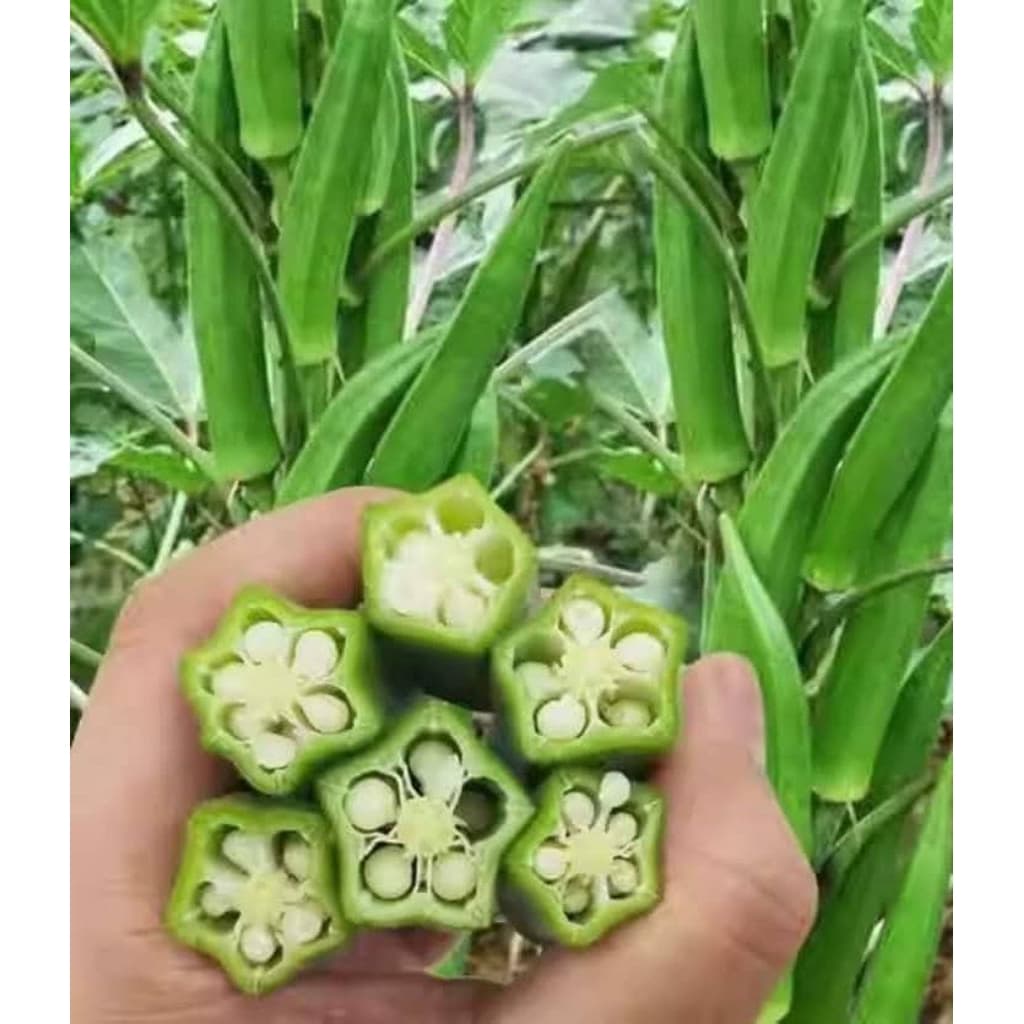 เมล็ดพันธุ์กระเจี๊ยบเขียวโอซาก้า 1000เมล็ด 99บาทำ รูปที่ 7