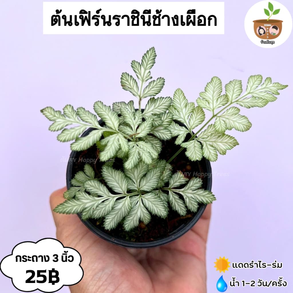 ต้นเฟิร์นราชินีช้างเผือก จัดส่งที่ 2 ต้นขึ้นไป คละแบบได้ รูปที่ 1