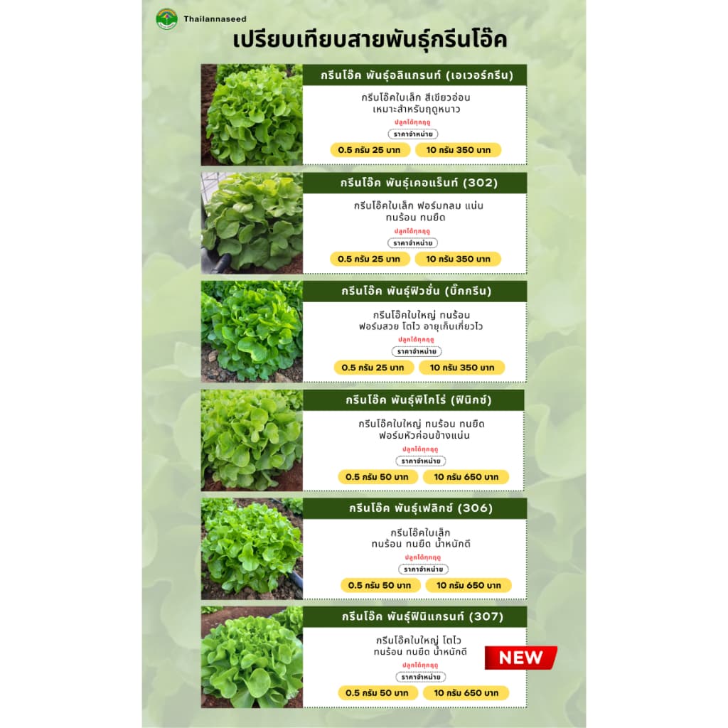 เมล็ดพันธุ์ผักสลัด กรีนโอ๊ค พันธุ์เฟลิกซ์ รหัสสินค้า SSC 1039 รูปที่ 4