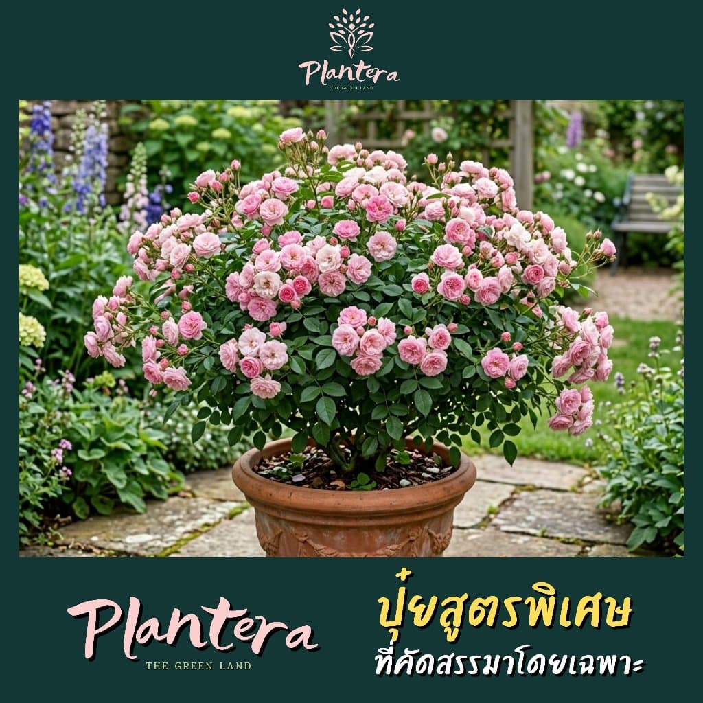 Plantera ปุ๋ยกุหลาบ เร่งดอกดก ขนาด 500 กรัม, 250 กรัม, 100 กรัม รูปที่ 3