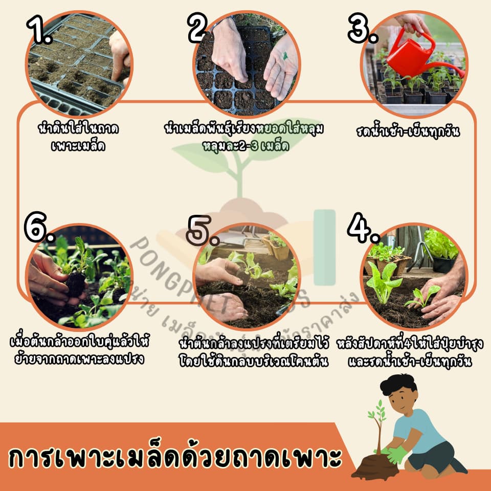 เมล็ดพันธุ์ดอกระฆังสีหวาน 10 เมล็ด รูปที่ 6