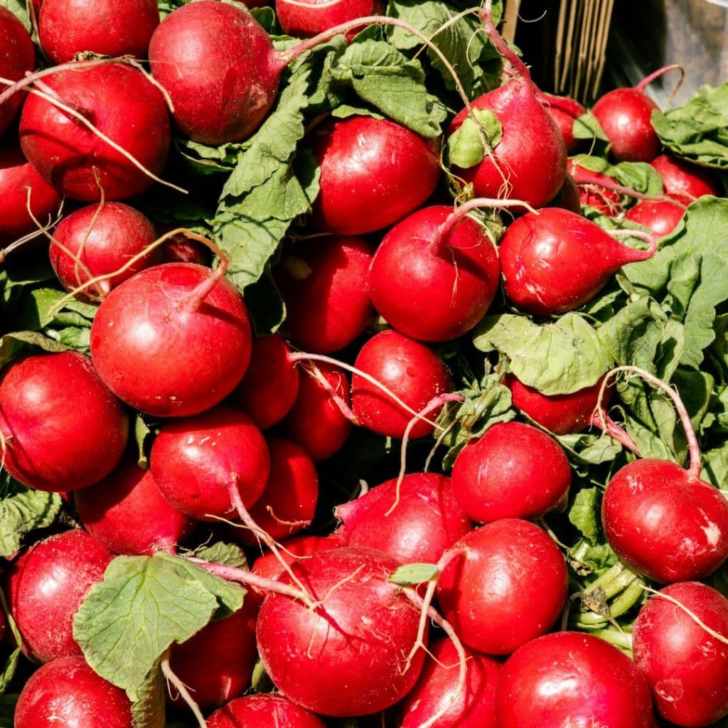 เมล็ดพันธุ์หัวไชเท้า Cherry Belle | Radish Seeds Cherry Belle โตเร็ว 20-25 วัน ปลูกง่าย | Non-GMO ปลูกกระถางหรือแปลงผั รูปที่ 2