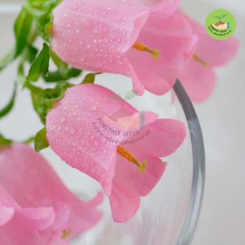 เมล็ดพันธุ์ดอกระฆังสีหวาน 10 เมล็ด รูปที่ 4