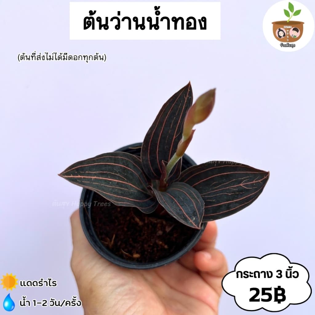ต้นว่านน้ำทอง จัดส่ง 2 ต้นขึ้นไป คละแบบได้ รูปที่ 1