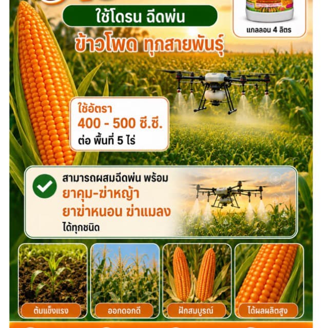 เซียนข้าวโพด 1แถม1 ช่วยช่วยให้ฝักใหญ่ เมล็ดเต็ม แกนเล็ก น้ำหนักดี ฮอร์โมนฉีดพ่นทางใบ รูปที่ 3