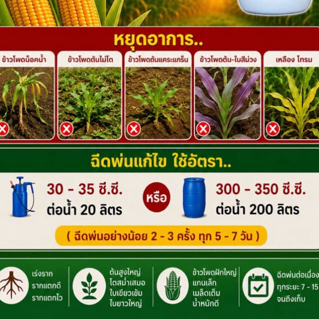 เซียนข้าวโพด 1แถม1 ช่วยช่วยให้ฝักใหญ่ เมล็ดเต็ม แกนเล็ก น้ำหนักดี ฮอร์โมนฉีดพ่นทางใบ รูปที่ 7
