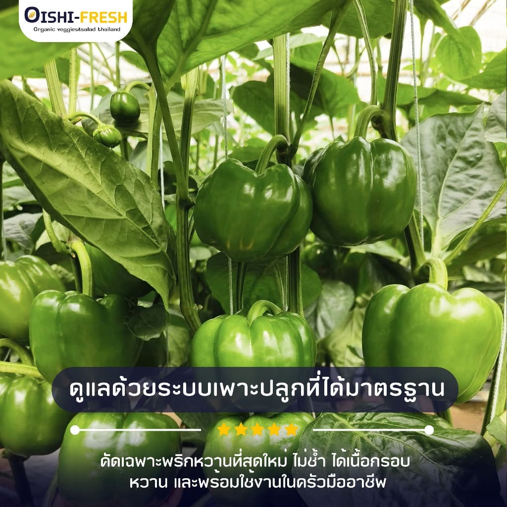 Oishi-Fresh พริกหวาน ปลอดสารพิษ 1 กก. รสชาติกรอบ สด ใหม่ ใยอาหารสูง หวานออร์แกนิค เคลมได้ 1-2 วัน รูปที่ 4