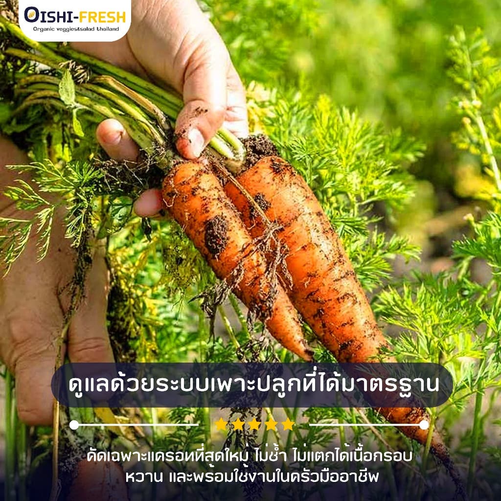 Oishi-Freshแครอท ปลอดสารพิษ 1 กก. รสชาติกรอบ สด ใหม่ ใยอาหารสูง หวานออร์แกนิค เคลมได้ 1-2 วัน รูปที่ 4