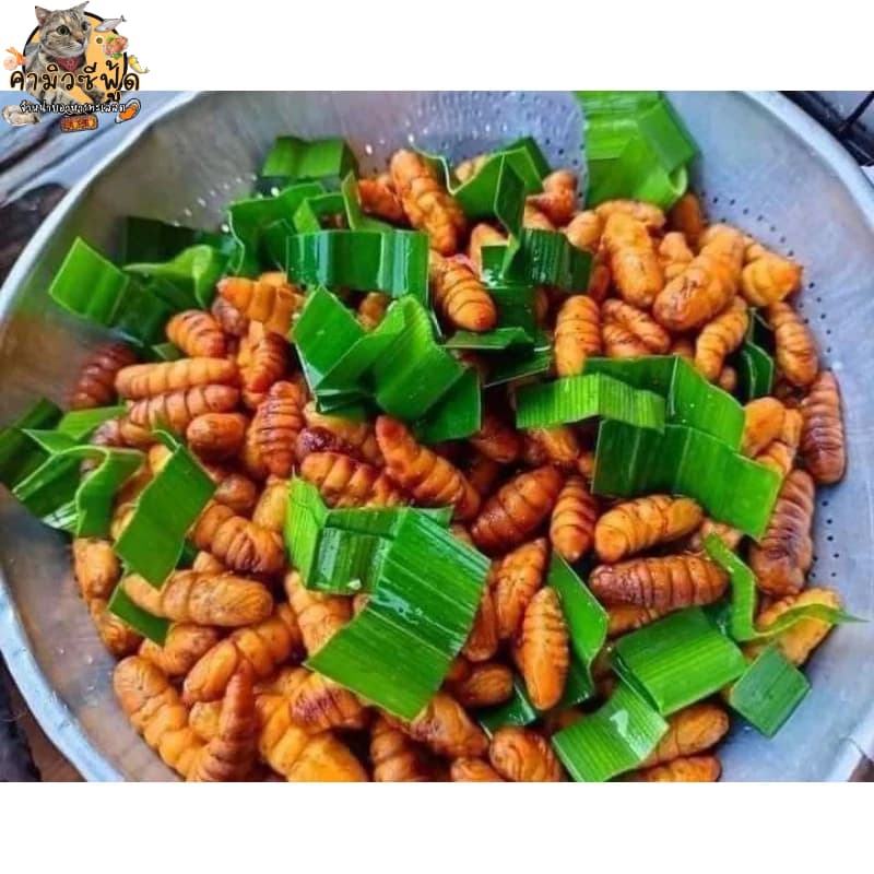 หนอนไหม สดสะอาด อร่อย แพ็คล่ะ500กรัม รูปที่ 4