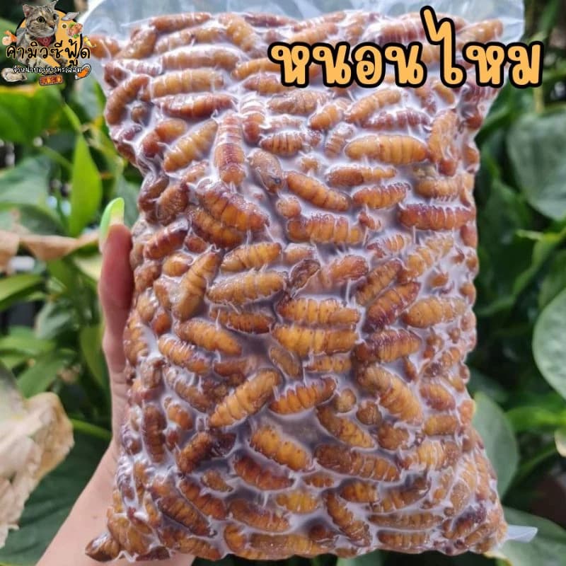 หนอนไหม สดสะอาด อร่อย แพ็คล่ะ500กรัม รูปที่ 2