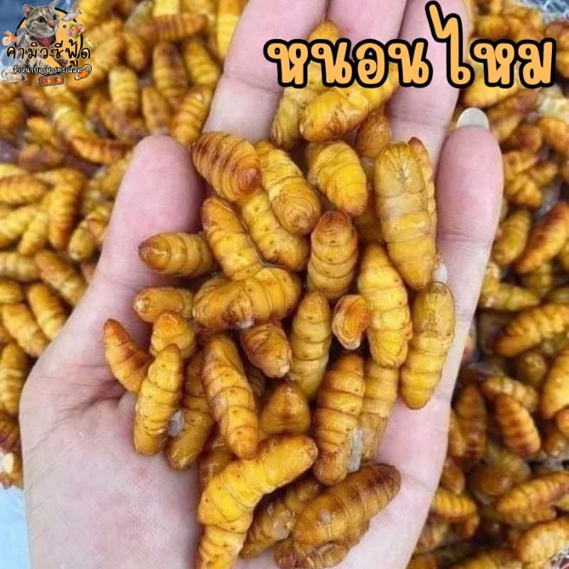 หนอนไหม สดสะอาด อร่อย แพ็คล่ะ500กรัม รูปที่ 1